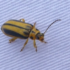 Xanthogaleruca luteola (Elm leaf beetle) at Kambah, ACT - 9 Mar 2019 by HarveyPerkins