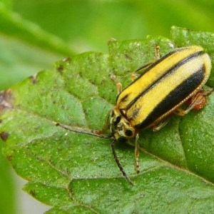 Xanthogaleruca luteola at Kambah, ACT - 9 Mar 2019