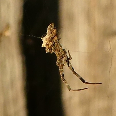 Philoponella congregabilis (Social house spider) at Kambah, ACT - 9 Mar 2019 by HarveyPerkins