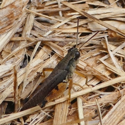 Phaulacridium vittatum (Wingless Grasshopper) at Kambah, ACT - 9 Mar 2019 by HarveyPerkins