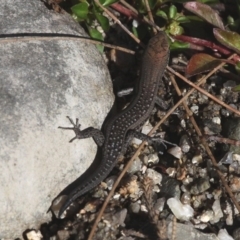 Carlia tetradactyla (Southern Rainbow Skink) at Paddys River, ACT - 10 Mar 2019 by HarveyPerkins