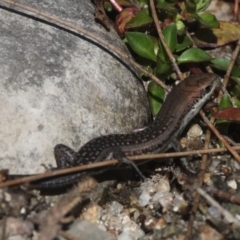 Carlia tetradactyla at Paddys River, ACT - 10 Mar 2019