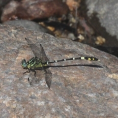 Austrogomphus cornutus (Unicorn Hunter) at Bullen Range - 9 Mar 2019 by HarveyPerkins