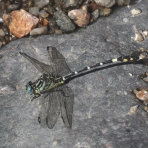 Austrogomphus cornutus at Paddys River, ACT - 10 Mar 2019 10:25 AM