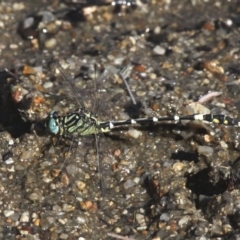 Austrogomphus cornutus at Paddys River, ACT - 10 Mar 2019 10:25 AM