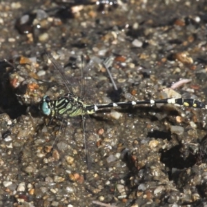 Austrogomphus cornutus at Paddys River, ACT - 10 Mar 2019 10:25 AM