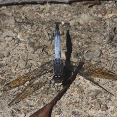 Orthetrum caledonicum (Blue Skimmer) at Paddys River, ACT - 10 Mar 2019 by HarveyPerkins