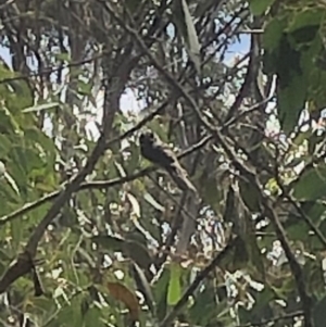 Aegotheles cristatus at Cotter River, ACT - 10 Mar 2019