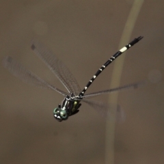 Parasynthemis regina (Royal Tigertail) at Paddys River, ACT - 10 Mar 2019 by HarveyPerkins