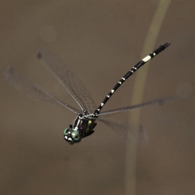 Parasynthemis regina (Royal Tigertail) at Paddys River, ACT - 10 Mar 2019 by HarveyPerkins