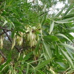 Fraxinus sp. (An Ash) at Isaacs, ACT - 10 Mar 2019 by Mike