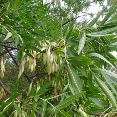 Fraxinus sp. (An Ash) at Isaacs, ACT - 10 Mar 2019 by Mike