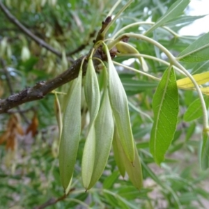 Fraxinus sp. at Isaacs, ACT - 10 Mar 2019 05:22 PM