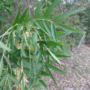 Fraxinus sp. at Isaacs, ACT - 10 Mar 2019 05:22 PM