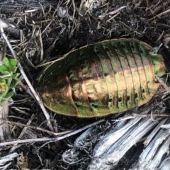 Polyzosteria viridissima (Alpine Metallic Cockroach) at Namadgi National Park - 10 Mar 2019 by ChrisM