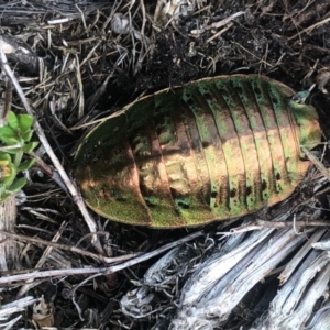 Polyzosteria viridissima at Cotter River, ACT - 10 Mar 2019