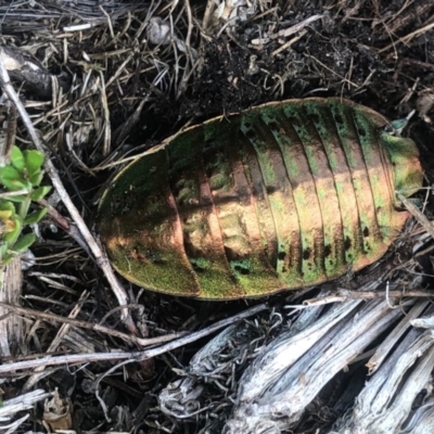 Polyzosteria viridissima (Alpine Metallic Cockroach) at Cotter River, ACT - 10 Mar 2019 by ChrisM