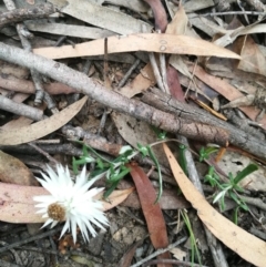 Helichrysum leucopsideum (Satin Everlasting) at Towamba, NSW - 10 Mar 2019 by stephskelton80
