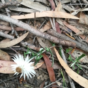 Helichrysum leucopsideum at Towamba, NSW - 10 Mar 2019