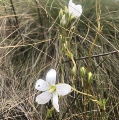 Gentianella sp. (A Gentian) at Cotter River, ACT - 10 Mar 2019 by ChrisM