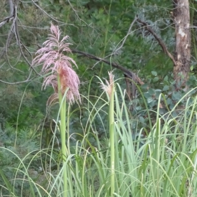 Cortaderia (genus) (Pampas Grass) at Jerrabomberra, ACT - 10 Mar 2019 by Mike