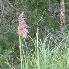 Cortaderia sp. at Jerrabomberra, ACT - 10 Mar 2019 05:27 PM