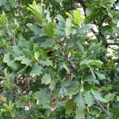 Quercus robur (English Oak) at Jerrabomberra, ACT - 10 Mar 2019 by Mike