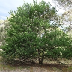 Quercus robur at Isaacs Ridge - 10 Mar 2019