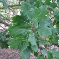 Quercus robur at Isaacs Ridge - 10 Mar 2019