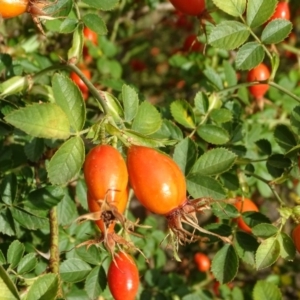 Rosa rubiginosa at Jerrabomberra, ACT - 10 Mar 2019