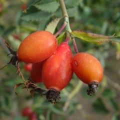 Rosa canina (Dog Rose) at Jerrabomberra, ACT - 10 Mar 2019 by Mike