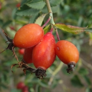 Rosa canina at Jerrabomberra, ACT - 10 Mar 2019 05:47 PM