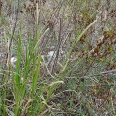 Setaria sp. (Pigeon Grass) at Jerrabomberra, ACT - 10 Mar 2019 by Mike