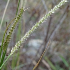 Setaria sp. at Jerrabomberra, ACT - 10 Mar 2019