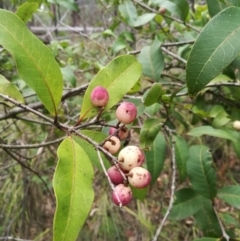 Notelaea venosa (Large Mock Olive) at Towamba, NSW - 10 Mar 2019 by stephskelton80