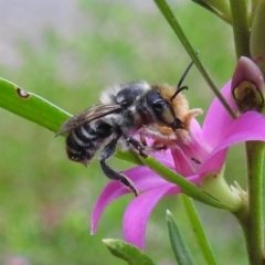 Megachile (Eutricharaea) maculariformis (Gold-tipped leafcutter bee) at Acton, ACT - 5 Mar 2019 by HelenCross