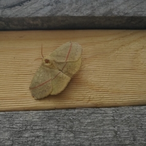 Anthela excellens at Towamba, NSW - 8 Feb 2019 01:46 PM