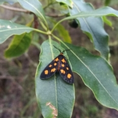 Asura cervicalis (Spotted Lichen Moth) at Towamba, NSW - 7 Feb 2019 by stephskelton80