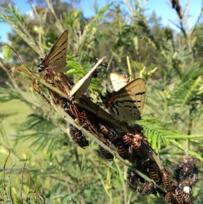 Jalmenus evagoras (Imperial Hairstreak) at Towamba, NSW - 30 Nov 2018 by stephskelton80