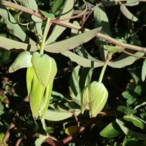 Passiflora caerulea at O'Malley, ACT - 10 Mar 2019