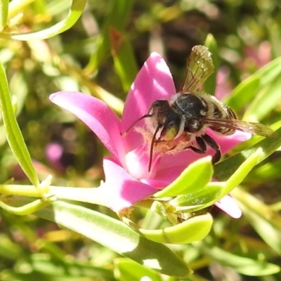 Megachile (Eutricharaea) maculariformis (Gold-tipped leafcutter bee) at ANBG - 7 Mar 2019 by HelenCross