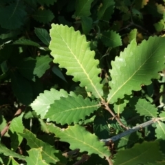 Quercus sp. (Oak) at Mount Mugga Mugga - 9 Mar 2019 by Mike