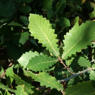 Quercus sp. (Oak) at O'Malley, ACT - 9 Mar 2019 by Mike