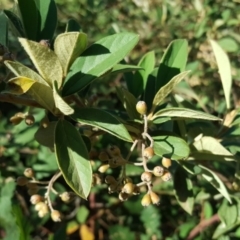 Cotoneaster pannosus (Cotoneaster) at O'Malley, ACT - 10 Mar 2019 by Mike