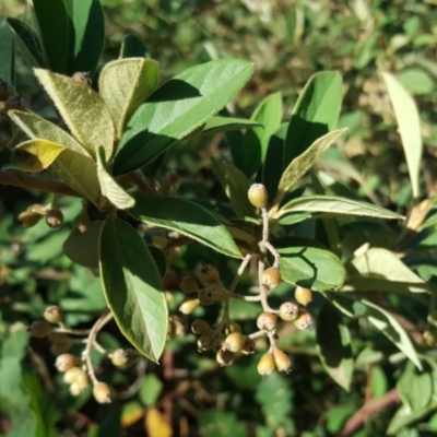 Cotoneaster pannosus (Cotoneaster) at O'Malley, ACT - 10 Mar 2019 by Mike