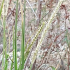 Setaria (genus) (Pigeon Grass) at Jerrabomberra, ACT - 10 Mar 2019 by Mike
