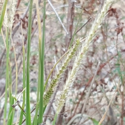 Setaria (genus) (Pigeon Grass) at Jerrabomberra, ACT - 10 Mar 2019 by Mike