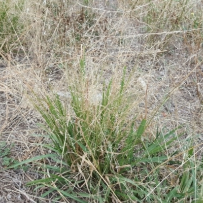 Panicum effusum (Hairy Panic Grass) at Jerrabomberra, ACT - 10 Mar 2019 by Mike
