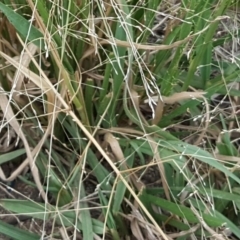 Panicum effusum at Jerrabomberra, ACT - 10 Mar 2019