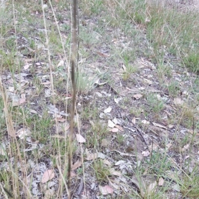 Sporobolus creber (Slender Rat's Tail Grass) at Isaacs, ACT - 10 Mar 2019 by Mike